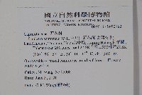 阿里山忍冬、漸尖葉忍冬藏品圖，第2張