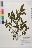 畢祿山鼠李藏品圖，第1張