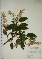 大葉溲疏藏品圖，第1張