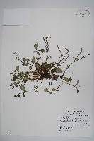 臺灣附地草藏品圖，第1張