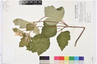 小白頭翁、野棉花藏品圖，第1張