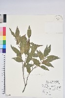 巒大越橘藏品圖，第1張