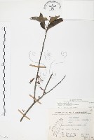 杜鵑桑寄生藏品圖，第1張