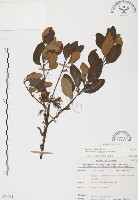 杜鵑桑寄生藏品圖，第1張