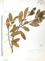 烏心石藏品圖，第1張