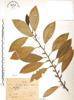 烏心石藏品圖，第1張