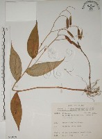 臺灣油點草藏品圖，第1張