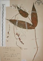 臺灣油點草藏品圖，第1張