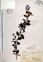 水雞油藏品圖，第1張