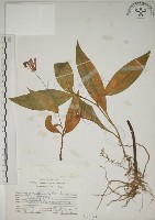 臺灣油點草藏品圖，第1張