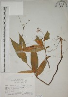 臺灣油點草藏品圖，第1張