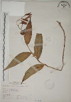 臺灣油點草藏品圖，第1張