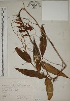 臺灣油點草藏品圖，第1張