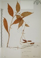臺灣油點草藏品圖，第1張