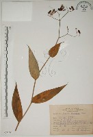 臺灣油點草藏品圖，第1張