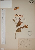 臺灣油點草藏品圖，第1張