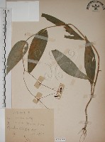 臺灣油點草藏品圖，第1張