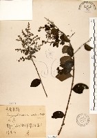 九芎藏品圖，第1張