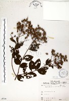 九芎藏品圖，第1張