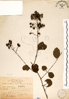 九芎藏品圖，第1張