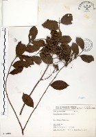 九芎藏品圖，第1張