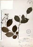 九芎藏品圖，第1張