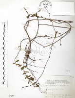 克非亞草藏品圖，第1張