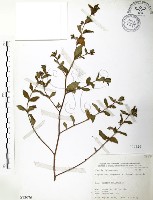 克非亞草藏品圖，第1張