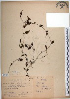 倒地蜈蚣、四角銅鑼藏品圖，第1張