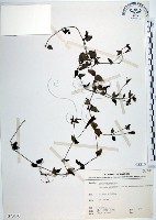 倒地蜈蚣、四角銅鑼藏品圖，第1張