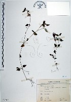 倒地蜈蚣、四角銅鑼藏品圖，第1張