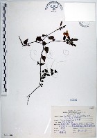 倒地蜈蚣、四角銅鑼藏品圖，第1張