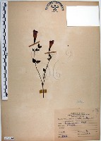 倒地蜈蚣、四角銅鑼藏品圖，第1張