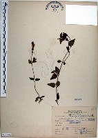 倒地蜈蚣、四角銅鑼藏品圖，第1張