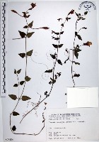 倒地蜈蚣、四角銅鑼藏品圖，第1張