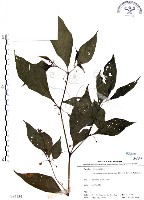 龍珠藏品圖，第1張