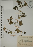 燈籠草藏品圖，第1張