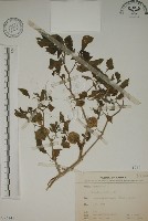 燈籠草藏品圖，第1張