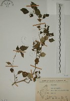 燈籠草藏品圖，第1張