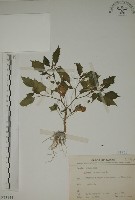 燈籠草藏品圖，第1張