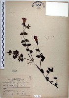 倒地蜈蚣、四角銅鑼藏品圖，第1張