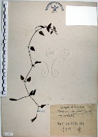 倒地蜈蚣、四角銅鑼藏品圖，第1張