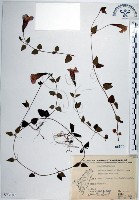 倒地蜈蚣、四角銅鑼藏品圖，第1張