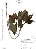 龍珠藏品圖，第1張