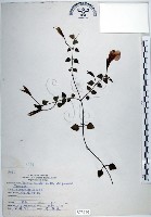 倒地蜈蚣、四角銅鑼藏品圖，第1張