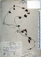 倒地蜈蚣、四角銅鑼藏品圖，第1張