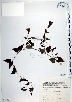 倒地蜈蚣、四角銅鑼藏品圖，第1張