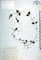 倒地蜈蚣、四角銅鑼藏品圖，第1張