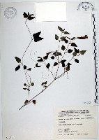 倒地蜈蚣、四角銅鑼藏品圖，第1張