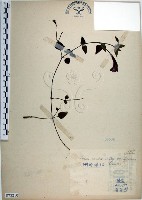 倒地蜈蚣、四角銅鑼藏品圖，第1張